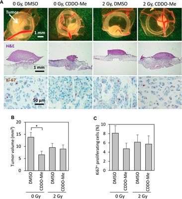 Bardoxolone-Methyl (CDDO-Me) Impairs Tumor Growth and Induces Radiosensitization of Oral Squamous Cell Carcinoma Cells